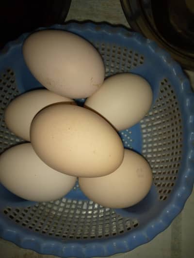 eggs starter hens