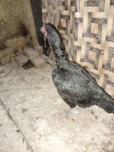 I want to sell my Hen My WhatsApp number 03315155676