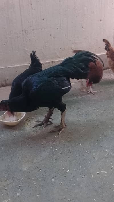 Madia Aseel mushka for sale