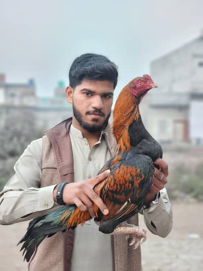 Aseel Mianwali Male available for sale