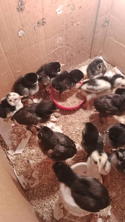 Imported Aseel Chicks