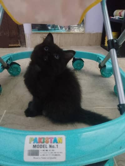 Persian kitten