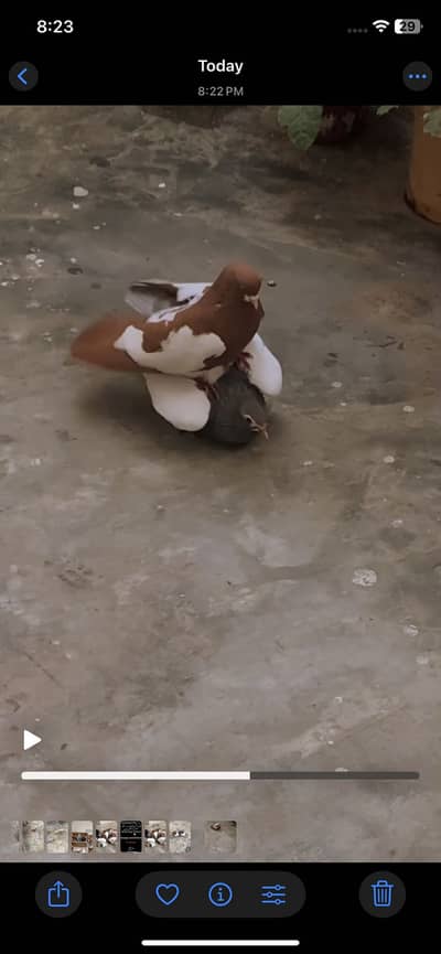 Lal khal male kasni khal female