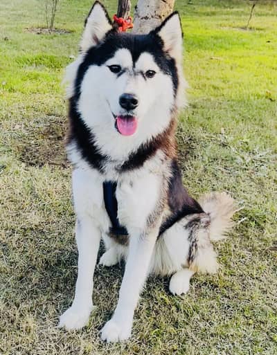Top Quality Wooly Coat Siberian Husky Female 8 months