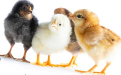 murgii /hens/ chicken/ chick/ hen/. desii murgi.  golden murgi