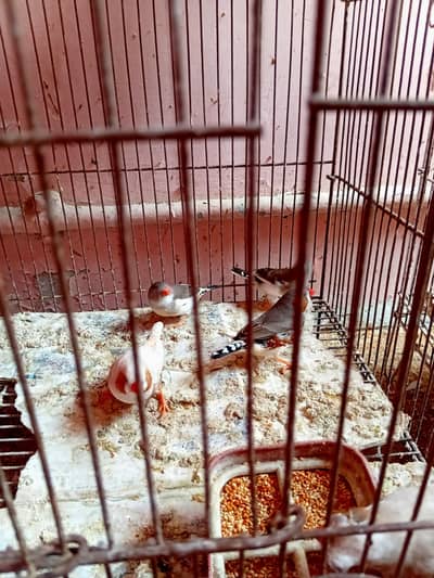 zebra Finches