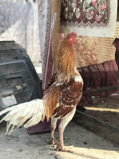 Aseel 033Z 33 I6I 33 whattsapp or phone