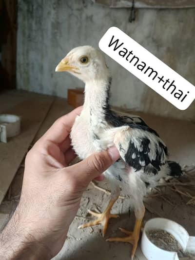 Watnam chicks