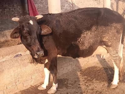 5 month ke gahban only cow