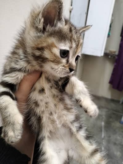 cross bread  kitten of Persian