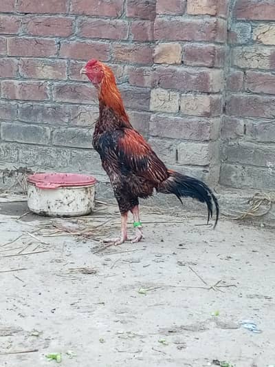 Mianwali Aseel murga