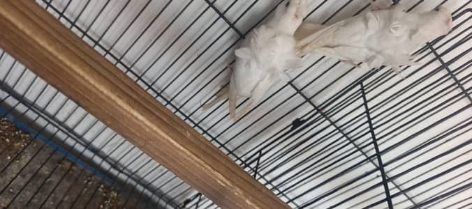 Cocktail Coman,,Hogoromo letno,,Hogoromio white,,Sintlait Pegion