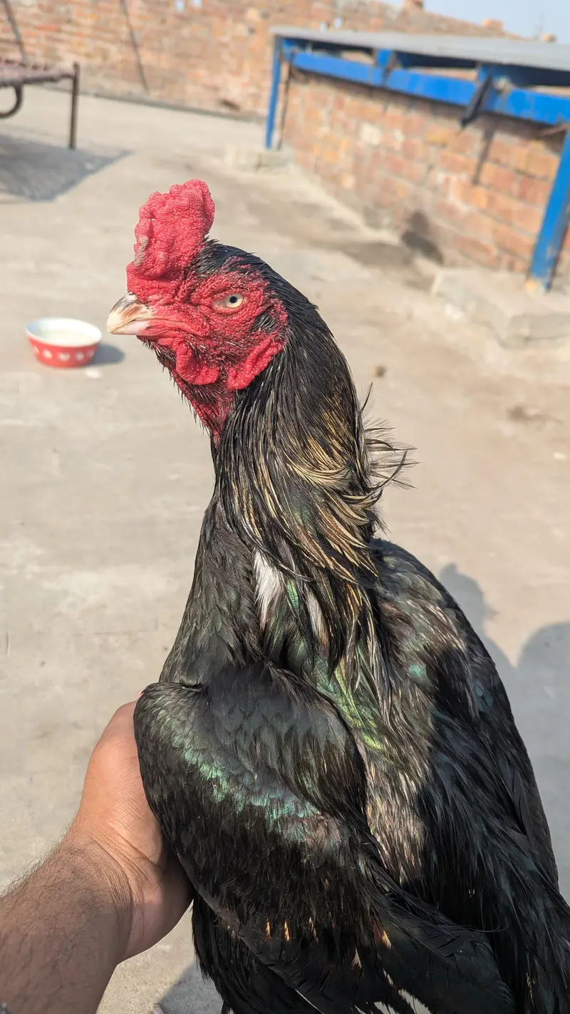 Mushka
