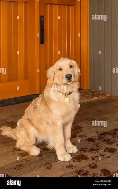 Golden Retrieved for sell