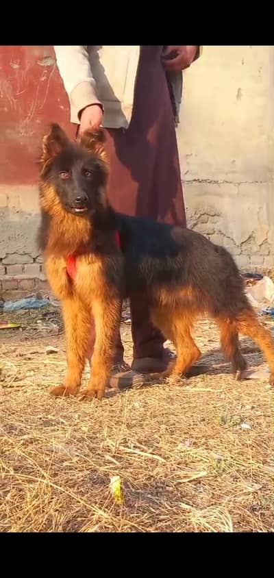 German shepherd dabal coat female for sale