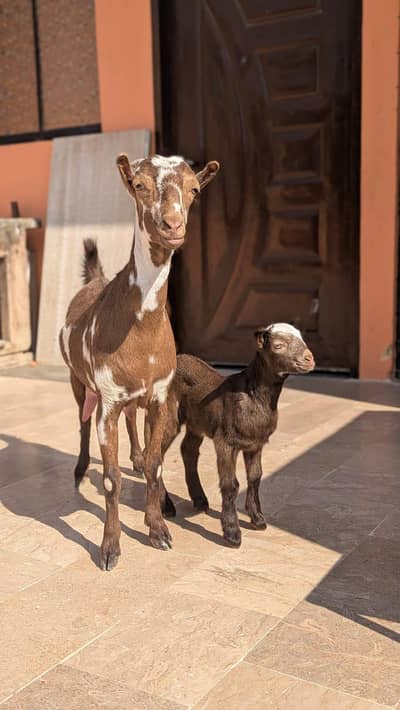 pointed Teddy abluk bakri with female kid shoq wali cheez