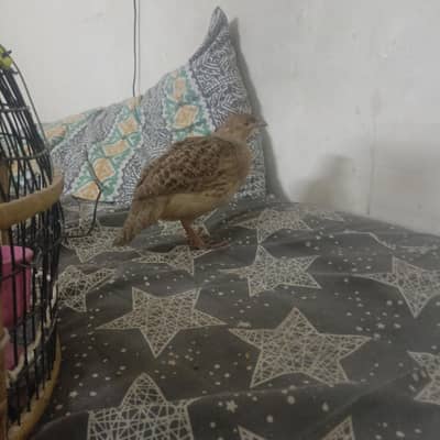 Irani teetar for sale  03015138584