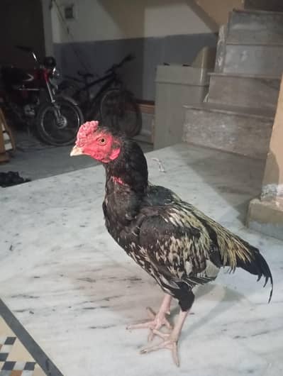 Aseel patha(WhatsApp 03+00+9+7+46+431