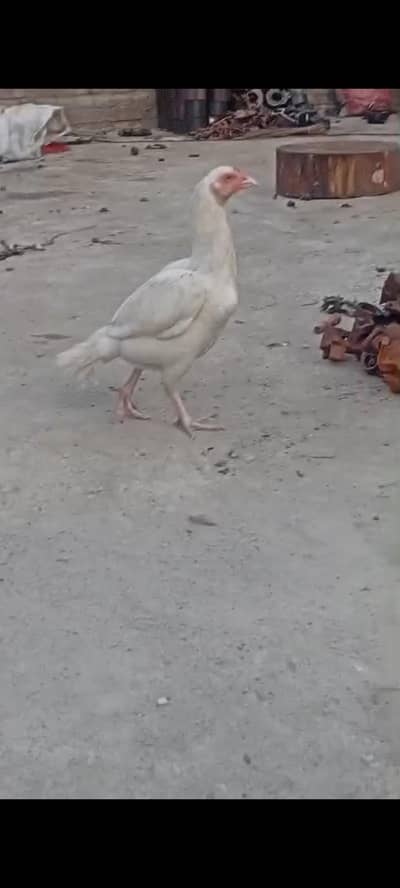 aseel heera. almost final price