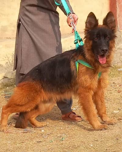 German shepherd long coat female for sale