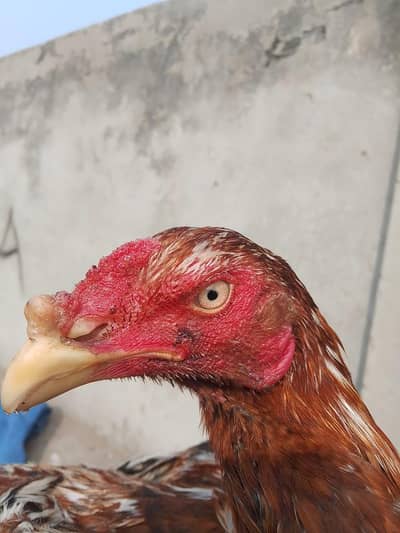 high quality peela aseel patha