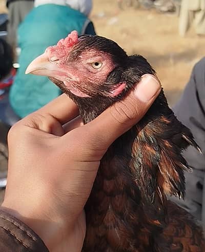 mianwali aseel chicks and aseel murgian  for sale