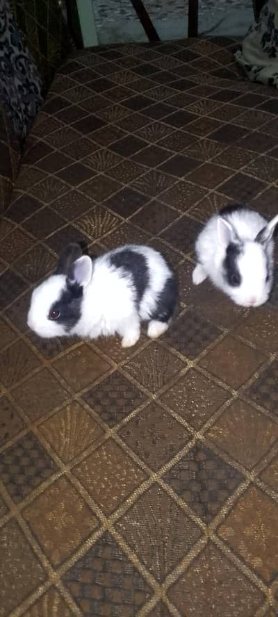 Rabbits