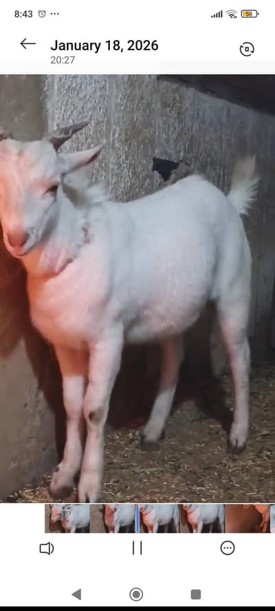 bakra