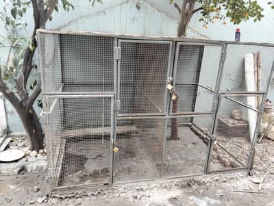 big cage, golden buff chicks