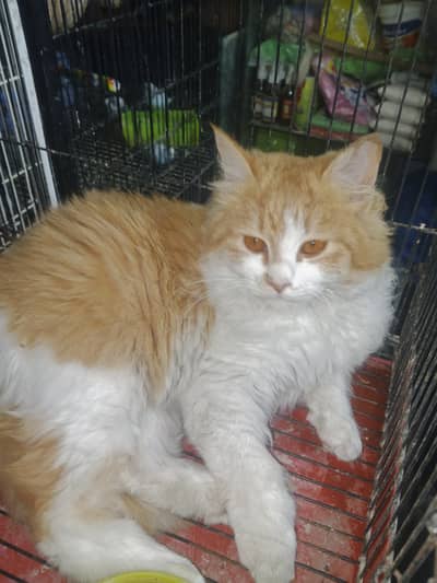 Persian cat for sale 03115710451