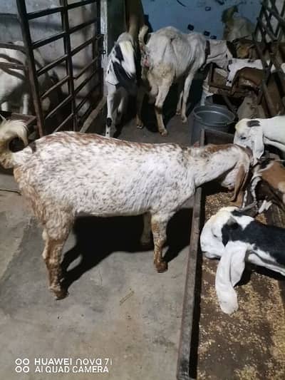 Makhi cheena bakra for sell