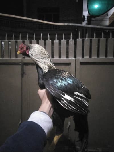 aseel high quality male avaliable