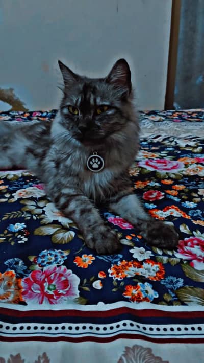 Persian Female cat