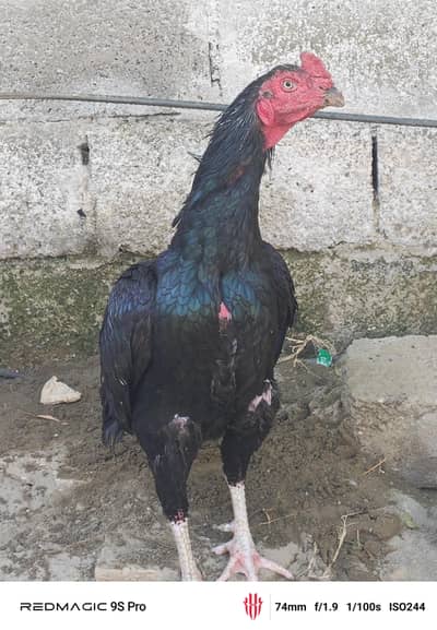 Black mushka top quality