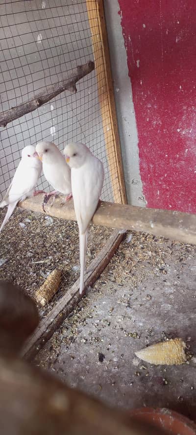 Australian budgies parrot