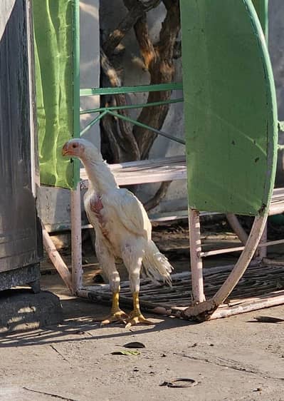 arrot big murga age 3 month for sale 03468444939