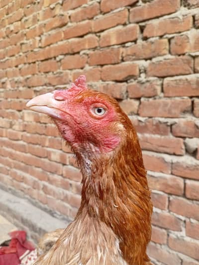 quality aseel Madi 03350661457