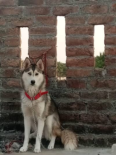 Husky