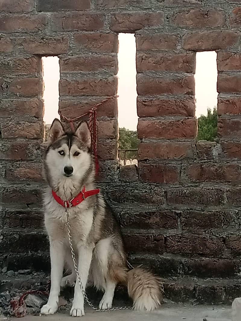 Husky 0
