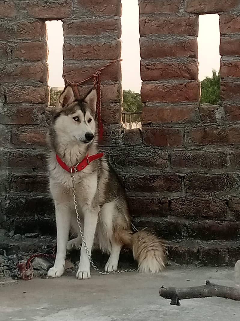 Husky 1