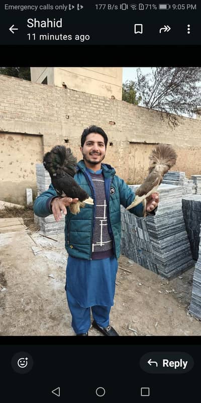 jacobin pair full top healthy and healthy