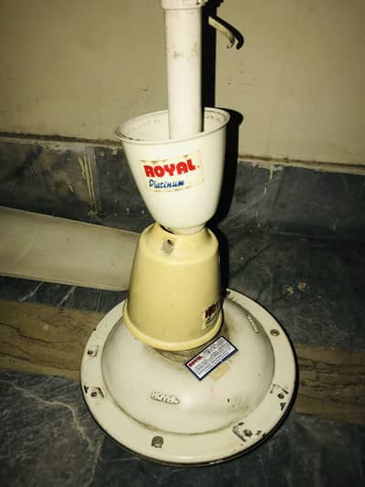 Royal fan