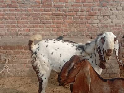 briding ky lia nice  quality