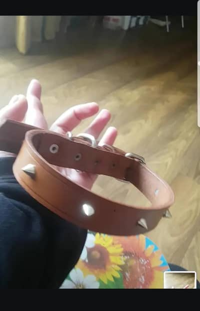 Leather Dog Collar