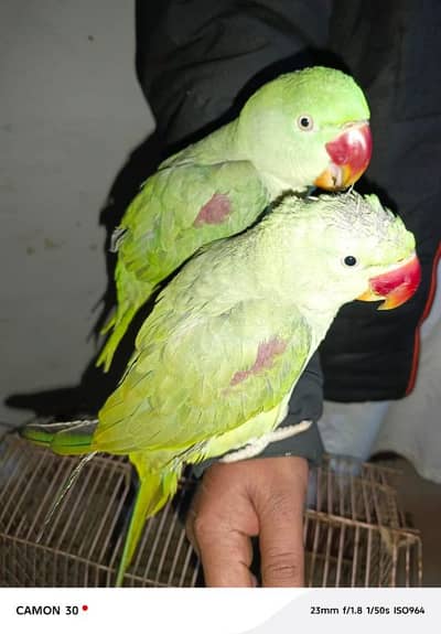 kashmiri raw parrot pair for sale