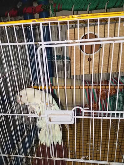Breeder White Fisher Pair