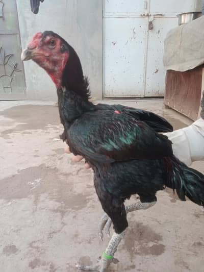 Pure Thai aseel patha