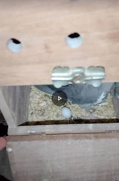 grey pied pair confrom breeder
