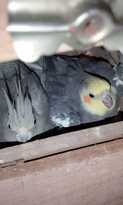 grey pied pair confrom breeder