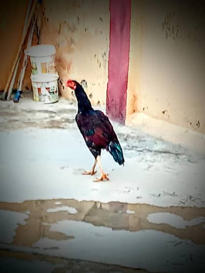 tumair Tanki Islamabad